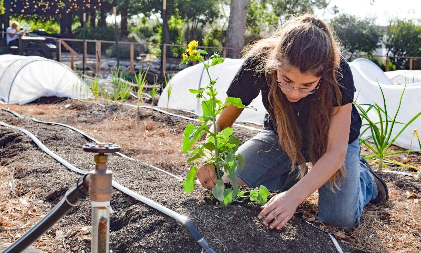 a Pitzer student plants in a daisy in the student garden